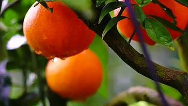 成熟的柑橘特写镜头淘宝电高主图高清视频视频的预览图